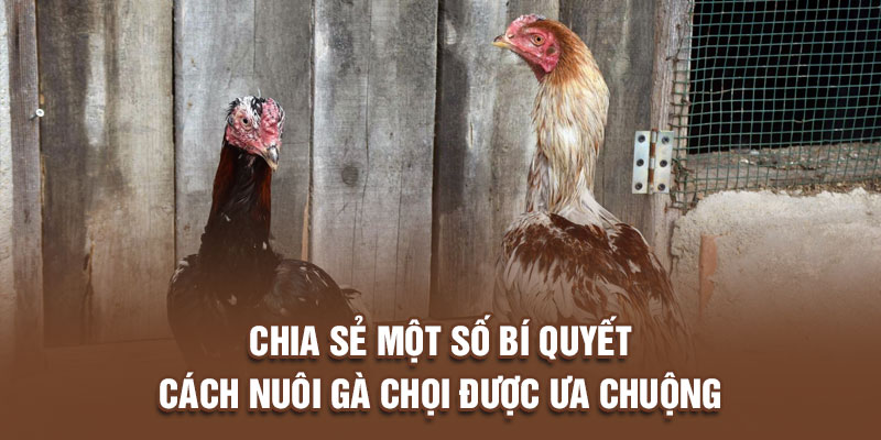 Bí quyết nuôi đá gà chuẩn nhất