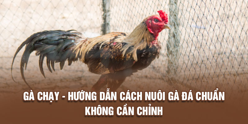 Gà chạy – Chia sẻ bí quyết nuôi gà đá chuẩn không cần chỉnh