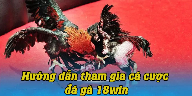 Hướng dẫn chi tiết các bước tham gia đặt cược đá gà tại 18win