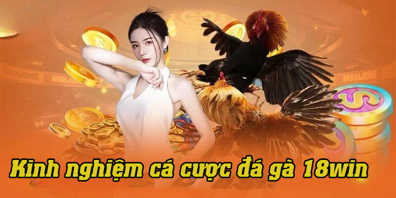 Một vài bí kíp cá cược đá gà dễ thẳng dành cho tân thủ